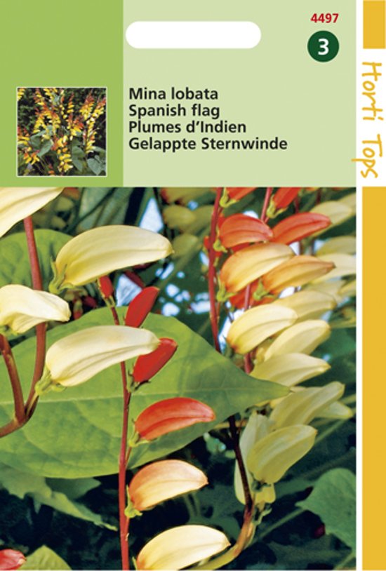 Spaanse vlag (Ipomoea lobata) 60 zaden HT
